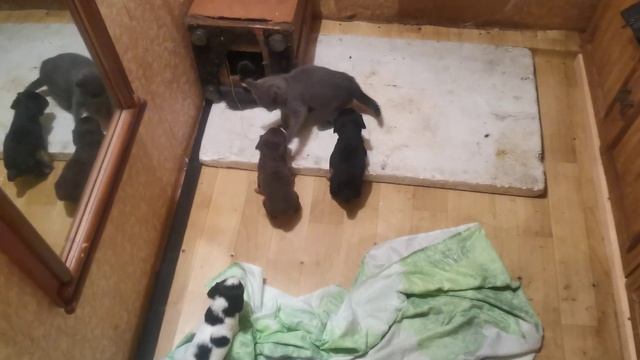 Щенки русский спаниель 1 мес. смотреть онлайн