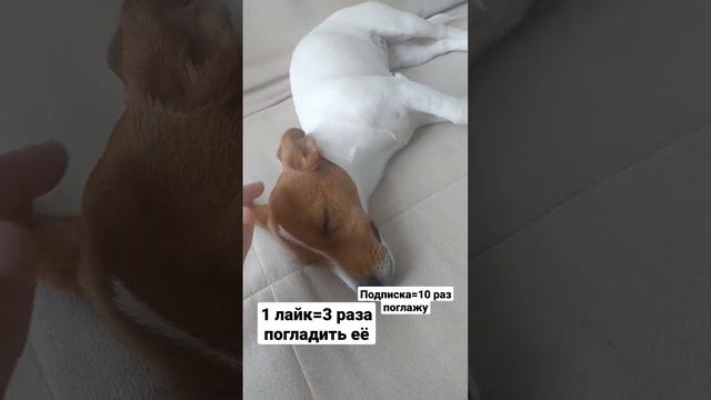 #любимая #собака смотреть онлайн