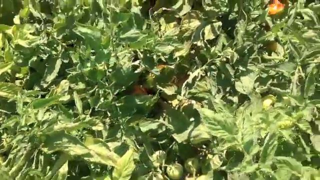 Heinz 5803 смотреть онлайн