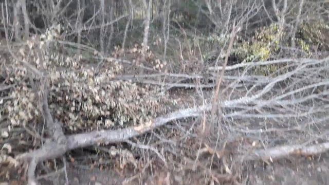 Расчищать или не расчищать - вот в чём вопрос! смотреть онлайн