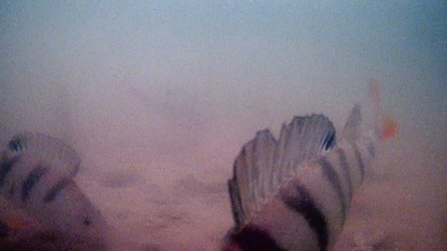 ЯУЗА. ЭХОЛОТ ВЗЯЛ! КАМЕРУ ВЗЯЛ! ПОГОДУ НЕ ВЗЯЛ!!!