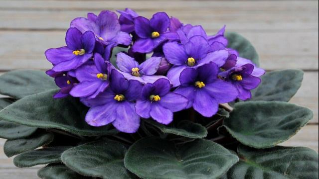 Эти 5 растений привлекают любовь и богатство