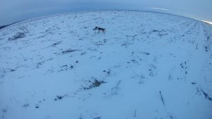 Охота на зайца))) Охота на зайца с Русскими Пегими Гончими))