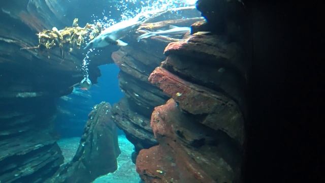 ЛИССАБОНСКИЙ ОКЕАНАРИУМ (OCEANÁRIO DE LISBOA/LISBON OCEANARIUM) 25.03.2018