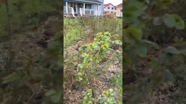 Удобрение для роз, весна смотреть онлайн