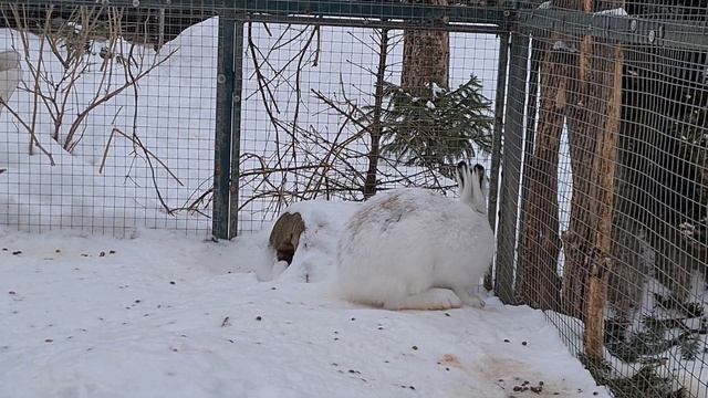 Тумак или нет? Можно ли отличить гибридов русака и беляка внешне. На примере Таввы и Пуши смотреть онлайн