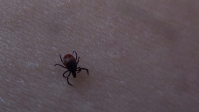 Строительные Шаги