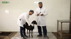 Правила закалывания жертвенного животного на Курбан айт