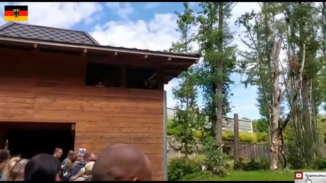 Rostocker ZOO DEUTSCHLAND ЗООПАРК В РОСТОКЕ ГЕРМАНИЯ ЧАСТЬ 7 смотреть онлайн