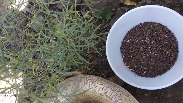 Могильник, гармала. смотреть онлайн