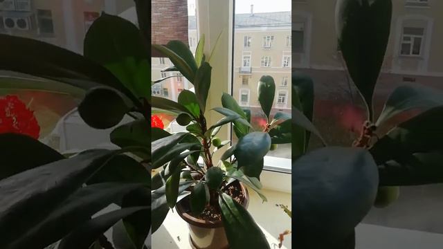 фикус цветет смотреть онлайн