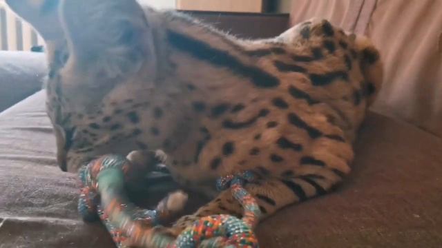 Сервал Бонго украл скакалку смотреть онлайн