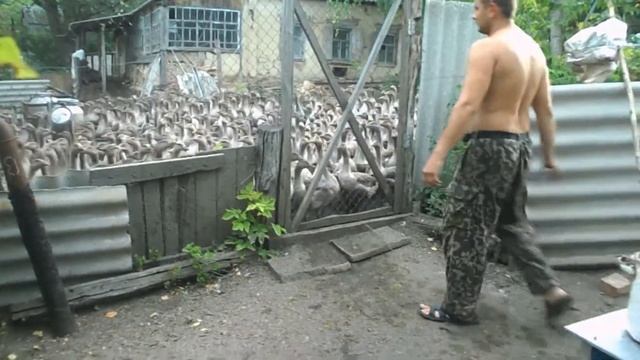 Первый опыт разведения гусей "Крупный серый" смотреть онлайн