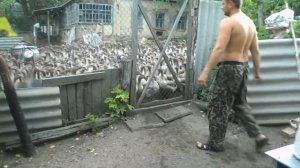 Первый опыт разведения гусей "Крупный серый"