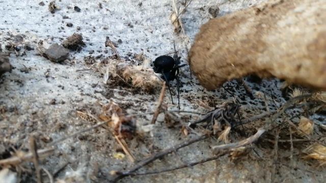 Паук Каракурт (Latrodectus Tredecimguttatus). Дагестан