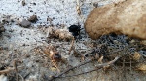 Паук Каракурт (Latrodectus tredecimguttatus). Дагестан