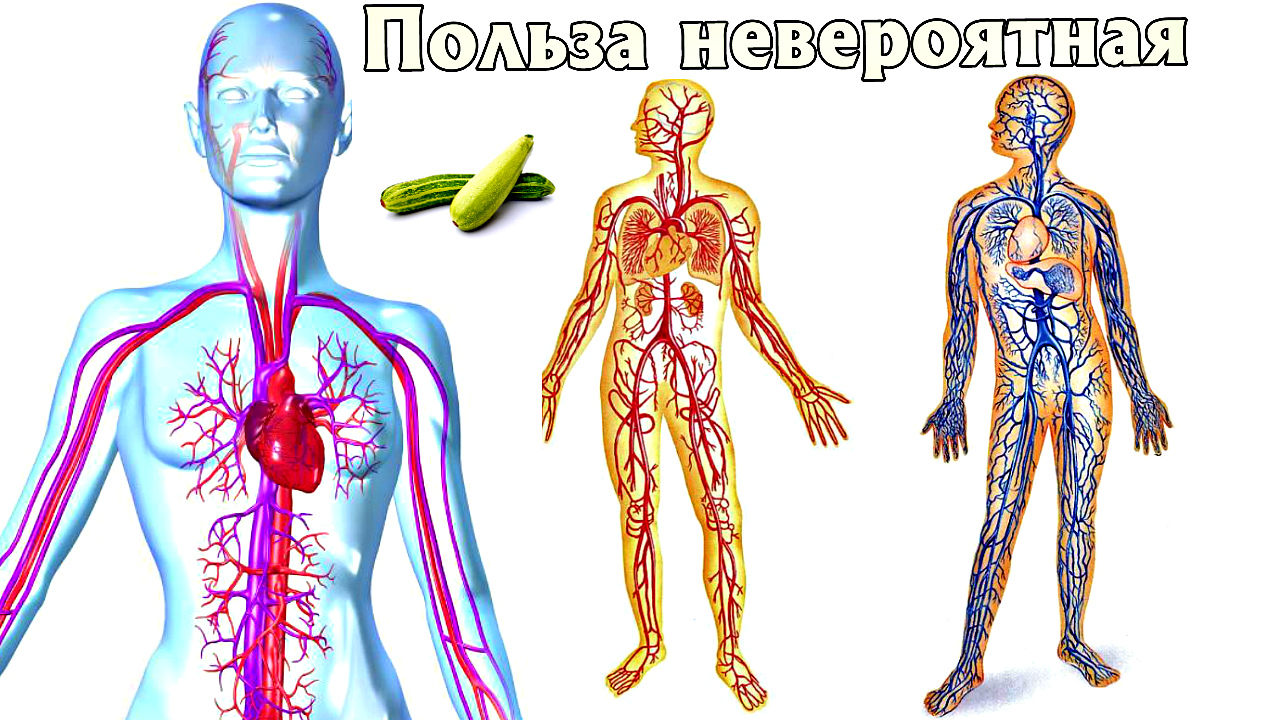 Вот что будет с организмом если есть кабачки каждый день! Польза кабачков для человека. смотреть онлайн