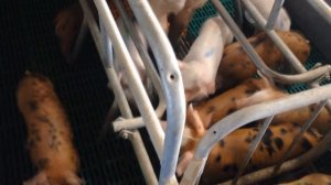 ВЫРАЩИВАНИЕ СВИНЕЙ/ САМЫЙ ЛУЧШИЙ СПОСОБ/ КАК ВЫРАЩИВАТЬ СВИНЕЙ/ ВСЕ О ПОРОДАХ, ПРИВИВКАХ И КОРМЛЕНИ