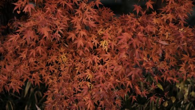 写真 スライドショー X-E3 + Voigtlander HELIAR classic 50mm F1.5 - 'December Dusk' смотреть онлайн