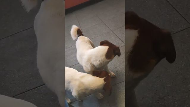 Джек Рассел терьер - очень бешеная собак))) Дочь ухаживает за отцом ☺️ милота смотреть онлайн