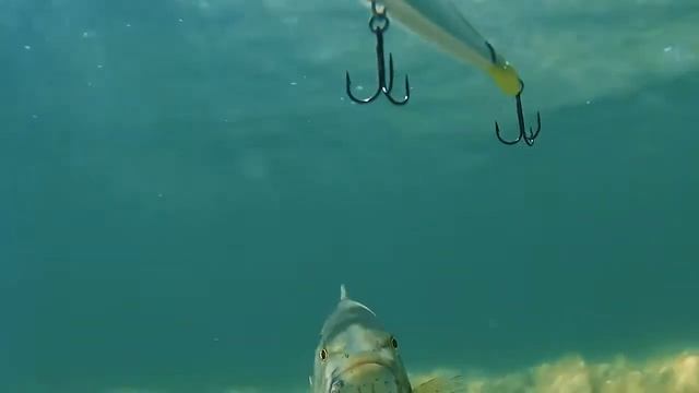 RAPALA RipStop Fast Ripping Hard Stopping смотреть онлайн