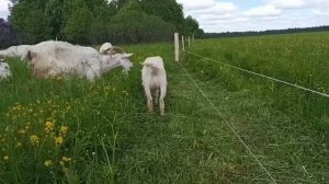 Электропастух для коз. Изолятор своими руками