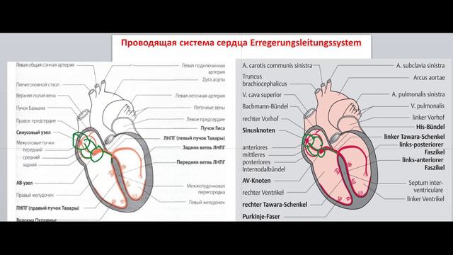 3 я часть проводящая система сердца