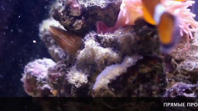 Пара рыб-клоунов амфиприонов оцеллярисов Людовик и Елизавета. смотреть онлайн