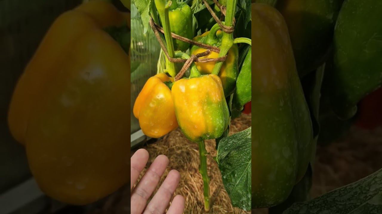 любителям жёлтого перчика смотреть онлайн