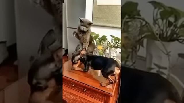Кто в доме хозяин?!))) смотреть онлайн