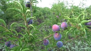 Гибрид сливы с персиком 83-10F