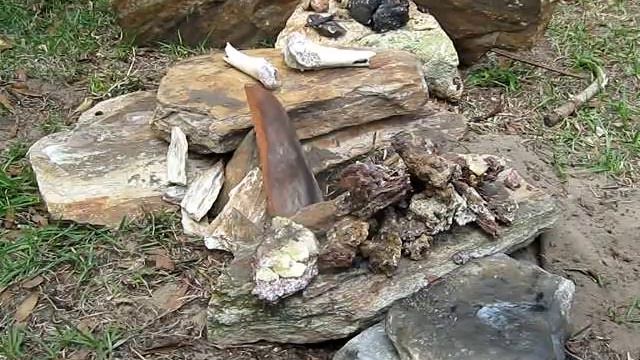 Discovering the Power of Pine Sap with Trapper Jack смотреть онлайн