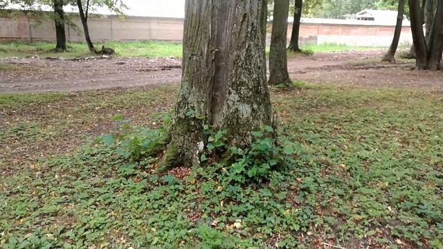 Липа посаженная кверху корнями смотреть онлайн