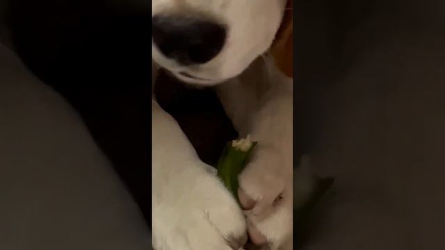 My beagle dog can eat everything #beagle #pets #love #subscribe #trending #reels #champion смотреть онлайн
