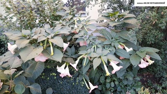 Моя БРУГМАНСИЯ в открытом грунте. смотреть онлайн