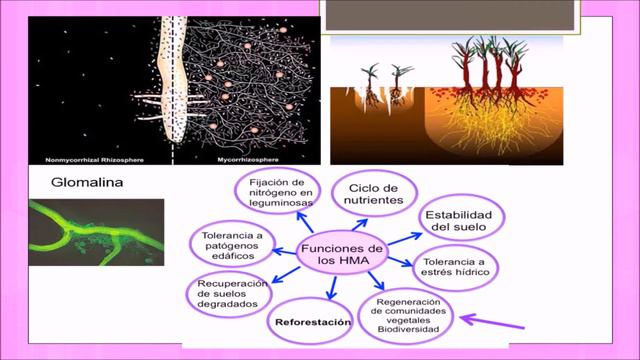 Diversidad De HMA Asociados A Plantas Medicinales Silvestres De Bosques Templados