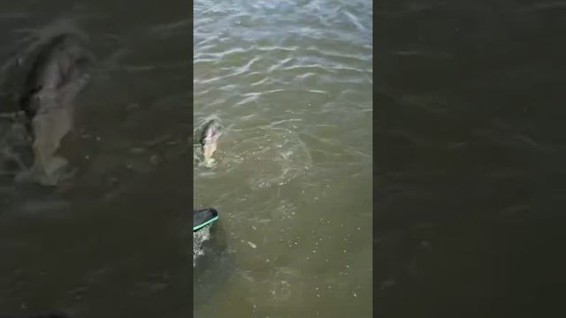 Уловы по открытой воде смотреть онлайн