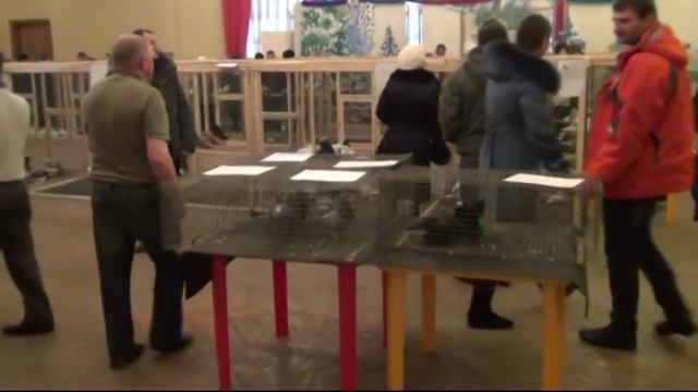 Выставка голубей - 2014 смотреть онлайн