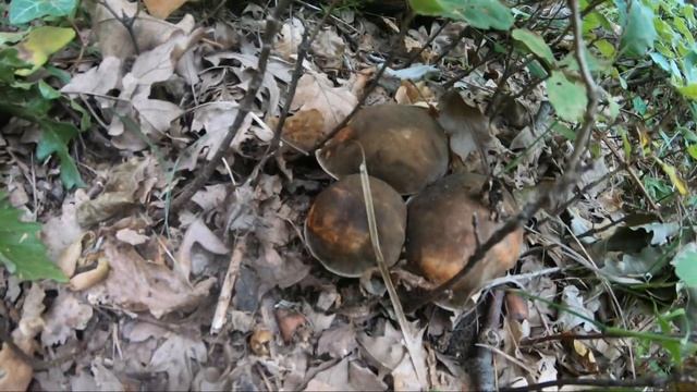 Esplosione di Boletus Aereus Lazio Settembre 2022 смотреть онлайн