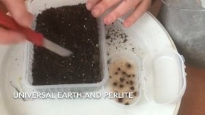 Seeding of Jacaranda seeds. Посадка семян Жакаранды.