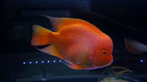 Super King Kong Parrot fish in Arowana Tank