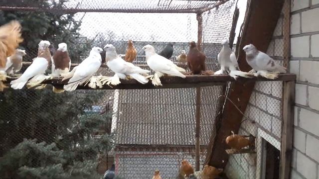 Корни названий окрасов голубей в глубине веков. Часть1.Среднеазиатские голуби. смотреть онлайн