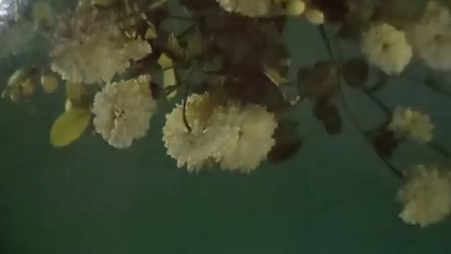 Памяти Виктора Цоя(наброски) смотреть онлайн