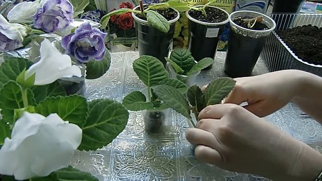 Укоренение глоксиний макушками в торфяных таблетках !