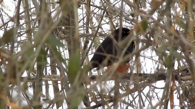 Черный дрозд (Blackbird)