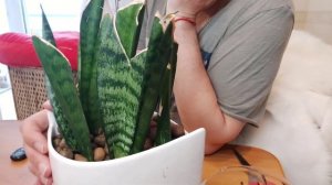 Сансевиерия размножение листом