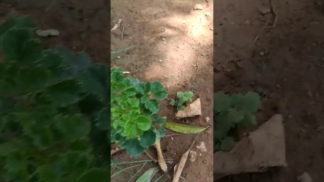 Polyscias fruticosa смотреть онлайн