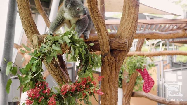 Koala-ty Christmas Content - Merry Xmas from Taronga Zoo! смотреть онлайн