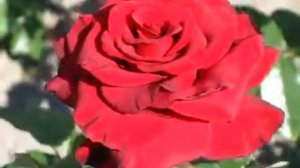 Rose Sophia Loren (Софи Лорен роза)