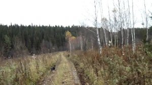 Осенняя прогулка по лесу. Урочище Токарево. Звериные тропы.